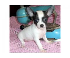 chihuahua szczenięta