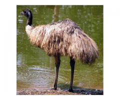 Sprzedam strusie EMU
