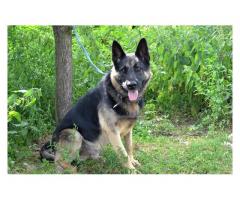Rambo - piękny pies w typie owczarka niemieckiego czeka na upragniony domek