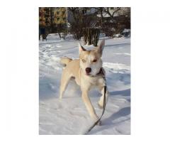 Trochę Husky,trochę Labek , bardzo pragnie mieć swój domek.
