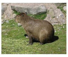 Kapibara prosto z Afryki
