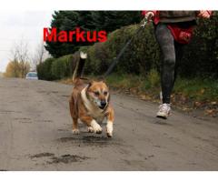 Cudowny, spokojny, kochany pies Markus czeka na domek 