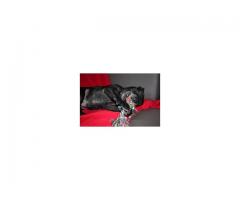 Uzik typ staffik, Staffordshire Bull Terrier szuka domu. 