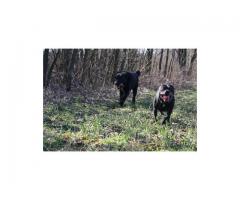 Uzik typ staffik, Staffordshire Bull Terrier szuka domu. 
