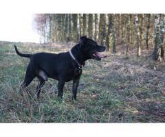 Uzik typ staffik, Staffordshire Bull Terrier szuka domu. 