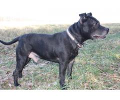 Uzik typ staffik, Staffordshire Bull Terrier szuka domu. 