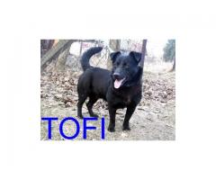 Wspaniały, radosny, młody psiak Tofi czeka na dom