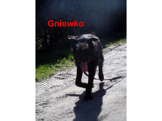 Czujny, radosny pies Gniewko szuka domu