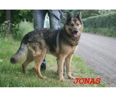 Jonas fantastyczny, piękny i mądry pies czeka na nowy dom