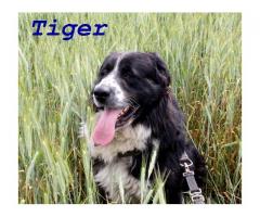 Prześliczny, duży pies Tiger szuka spokojnego domu