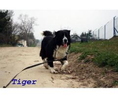 Prześliczny, duży pies Tiger szuka spokojnego domu