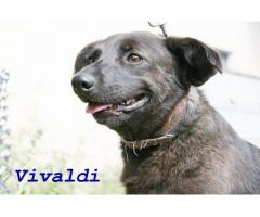 Młody psiak po przejściach Vivaldi potrzebuje kochającego domu
