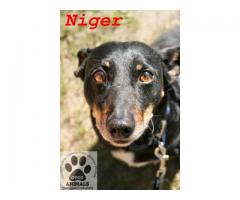 Spokojny, nieśmiały pies Niger czeka na uśmiech losu