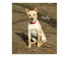 Roczna Holly szuka domu