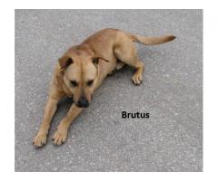 Brutus z podlasia pilnie szuka domu