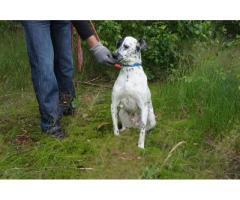 Pirat,1,5 roczny  dalmatyńczyk do adopcji