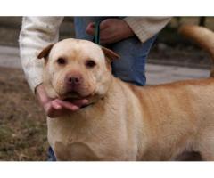 Samanta mix. shar pei, szuka domu