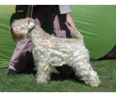 Irish Soft Coated Wheaten Terrier- Terier Pszeniczny ZAPOWIEDŹ MIOTU